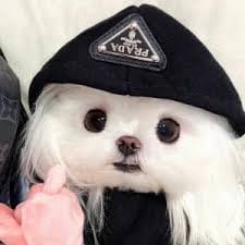 Bunga Citra avatar